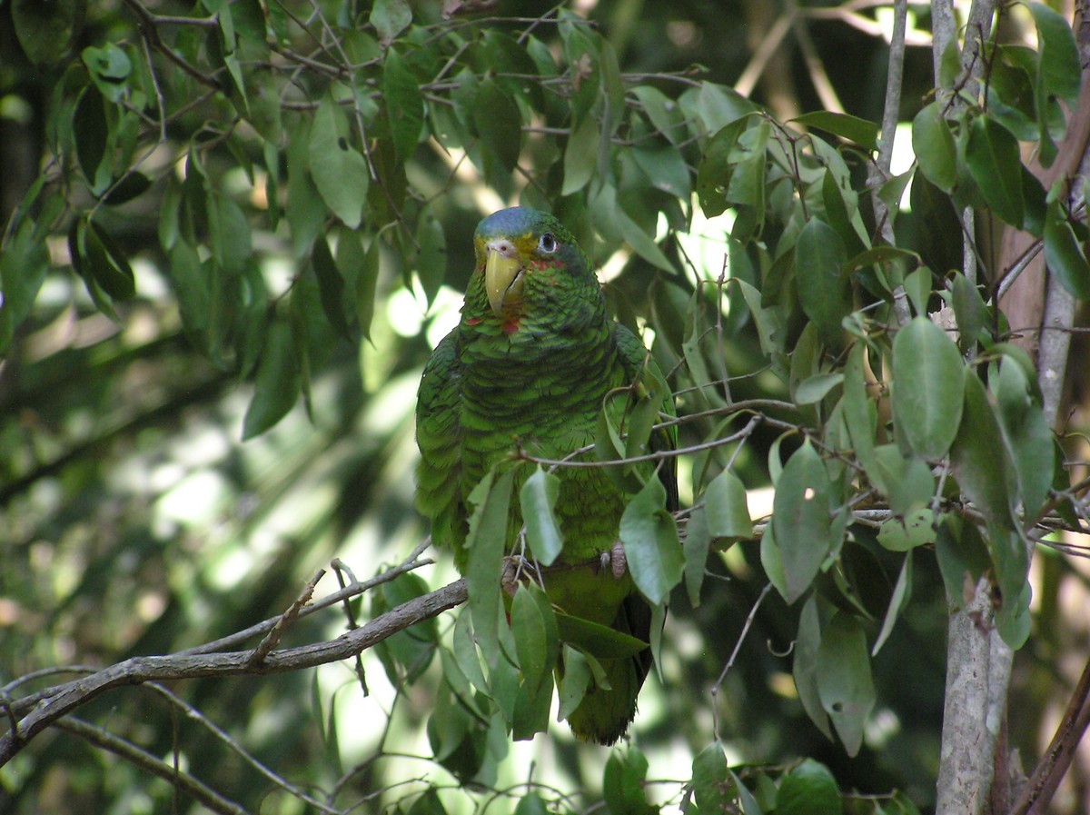 Amazoňan belizský - Amazona xantholora